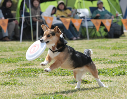 コリー、コーギーなど多彩な犬種が出場