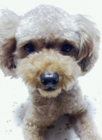 行方がわからなくなっているトイプードル