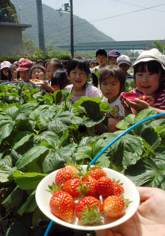 園内の菜園でイチゴ摘みを楽しんだ高雄幼の子どもたち