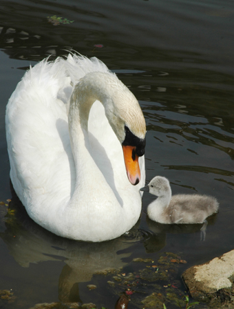 母鳥に見守られながら泳ぐコブハクチョウのひな