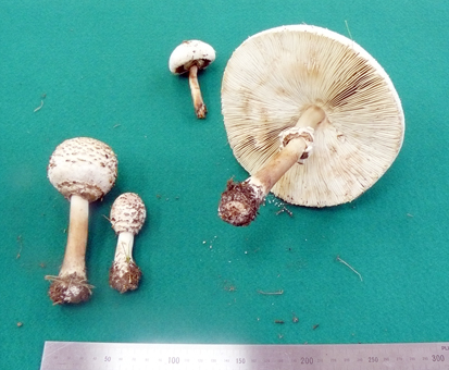 男性が食べて中毒を起こしたのと同じ「オオシロカラカサタケ」