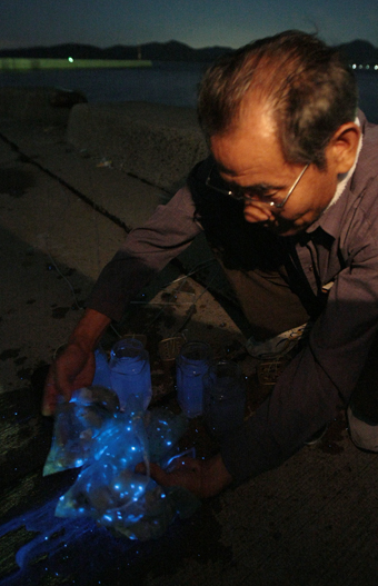 新たな赤穂の観光資源として期待されるウミホタル