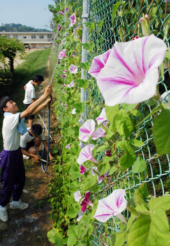 老人会の協力で咲いている赤穂東中のアサガオ