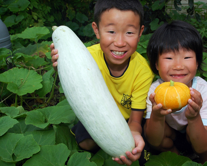 カボチャ苗に実ったウリのような実。右は同じ畑で獲れたカボチャ