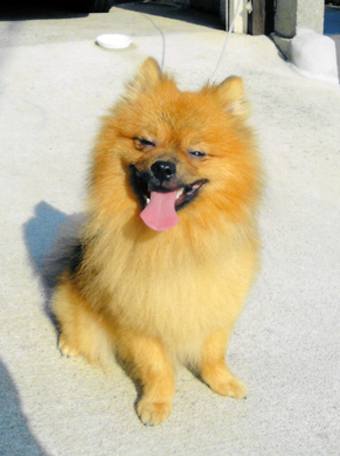 保護されているポメラニアン