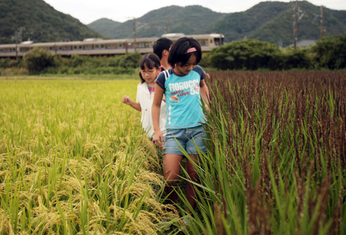 「未来米」(左)と「古代米」が隣合わせで生育している原小の学校田
