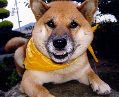 行方を捜している柴犬