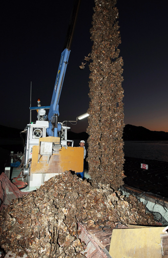 今季も始まったカキの水揚げ作業