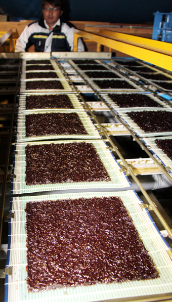 生産が進む赤穂の海苔