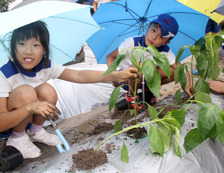 収穫する日が待ち遠しいピーマンの植え付け
