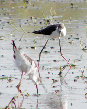 赤穂市内で観察された希少種セイタカシギ