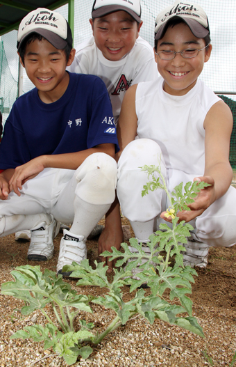 洪水に流されず発芽した“ど根性スイカ”