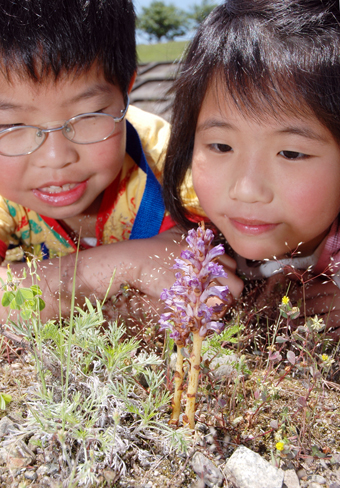 高雄の千種川河川敷で今年も咲いたハマウツボ