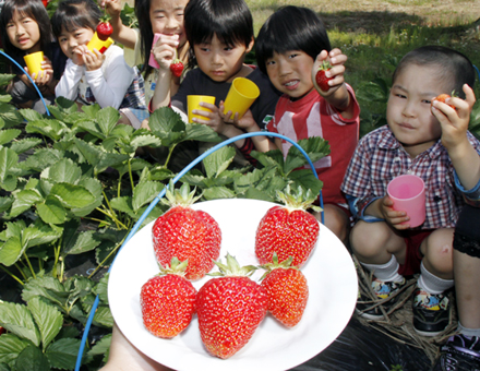 高雄幼稚園で行われたイチゴ狩り
