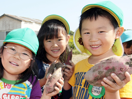 イモ掘り体験を楽しんだ尾崎幼稚園児