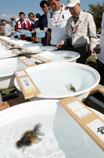 全国各地から愛好家が集まった「穂竜」の品評大会