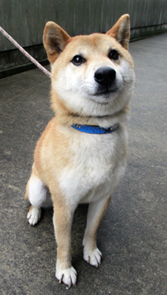 保護されている柴犬