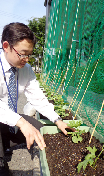 グリーンカーテンを育てようと植えられたゴーヤー苗