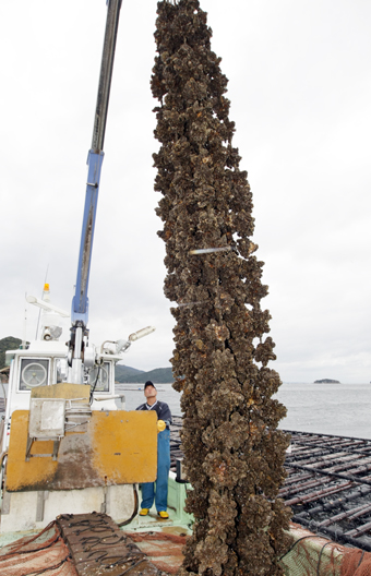坂越湾で解禁されたカキの水揚げ