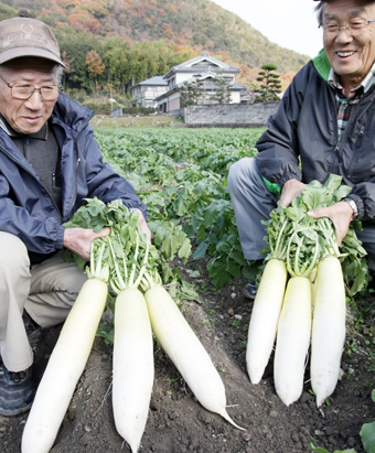 今年も良質に育った「大津だいこん」