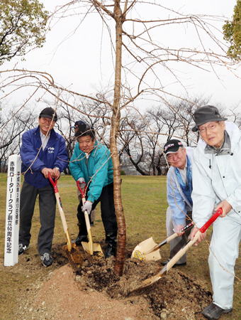 赤穂ロータリークラブが創立60周年で植樹したシダレザクラ