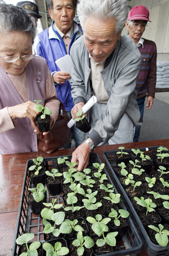 里親ボランティアに配られた「ど根性メロン」の4世苗