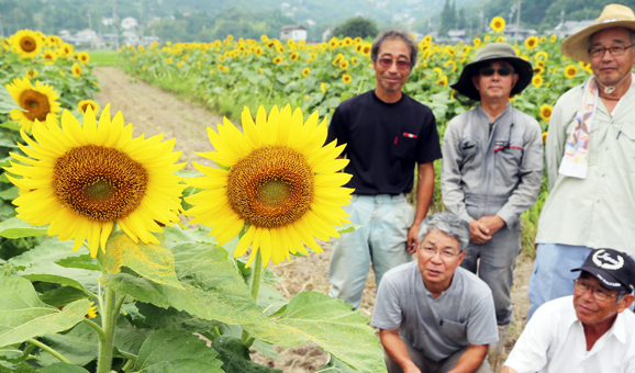初開催の「木津ひまわりまつり」へ向けて約1万5000本のヒマワリを栽培した木津自治会のみなさん