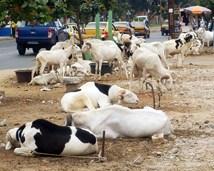タバスキ(羊祭り)を前に集められた羊たち