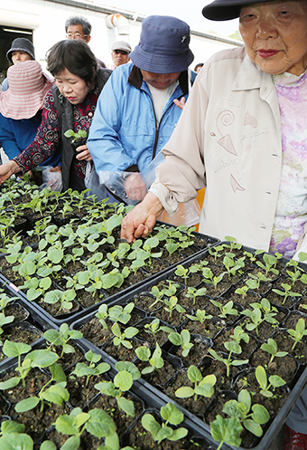 5代目苗が配られた「ど根性メロン」