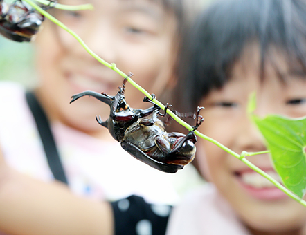 今夏も元気なカブトムシが姿を見せている「かぶ〜ん うね」