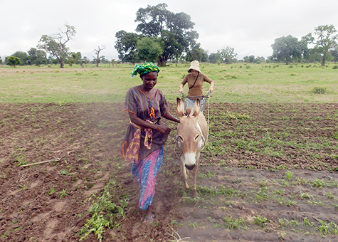ロバを使って土を耕す様子