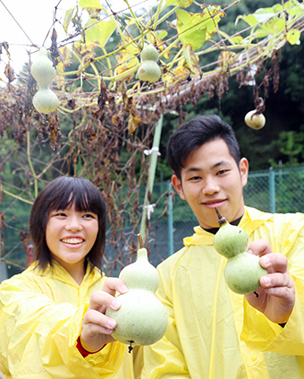 赤穂高校定時制と赤穂特別支援学校の生徒が共同して収穫したひょうたん