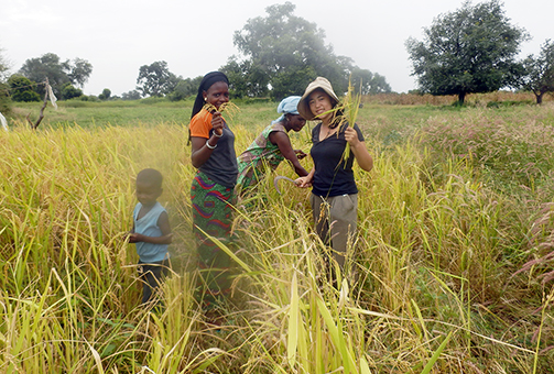 苦労して収穫にこぎつけたネリカ米