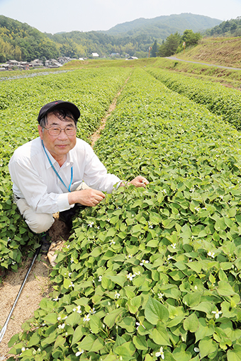 赤穂民報 ドクダミ栽培で農地守ろう