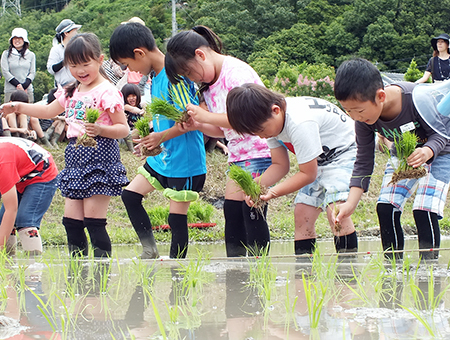 田植えを体験する坂越小の子どもたち