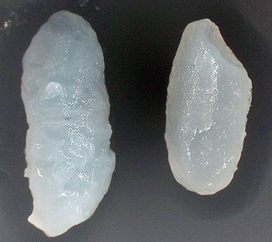 水道水で炊いた米粒(左)とミネラルを加えた水道水で炊飯した米粒。右側の米は米粒の組織が壊れていない