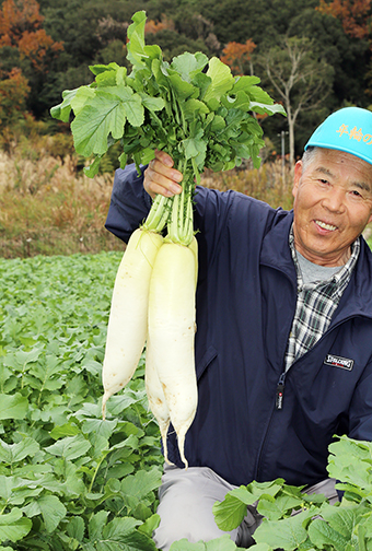 今年も良質な「大津だいこん」