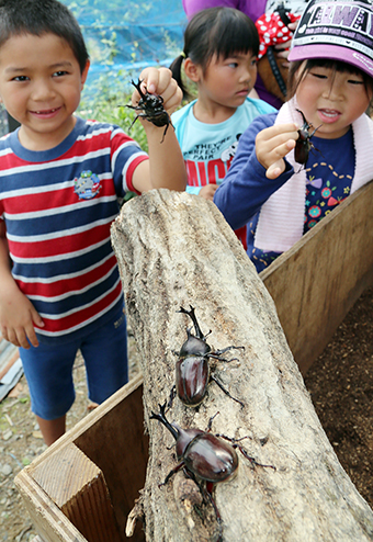 カブトムシを間近に観察できる「かぶ〜ん うね」