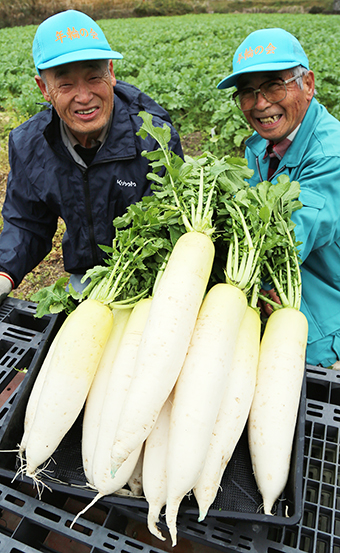 今年も質の良さが期待できる大津だいこん