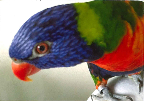 行方がわからなくなっているゴシキインコの「カミ」