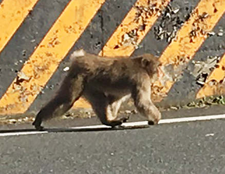 高雄公民館近くに現れた野生のサル=市農林水産係提供