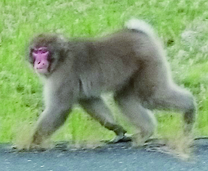 赤穂市内で出没した野生サル