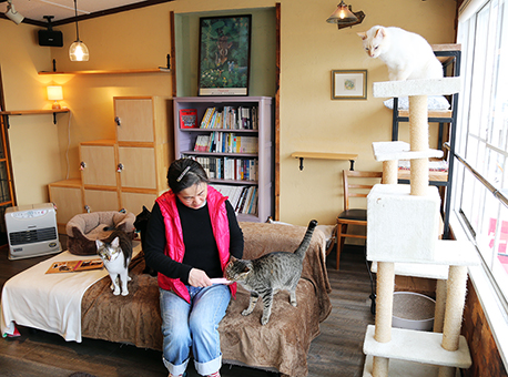 保護猫の居場所づくりと里親マッチングにも取り組む「御崎カフェ＆海ねこルーム」