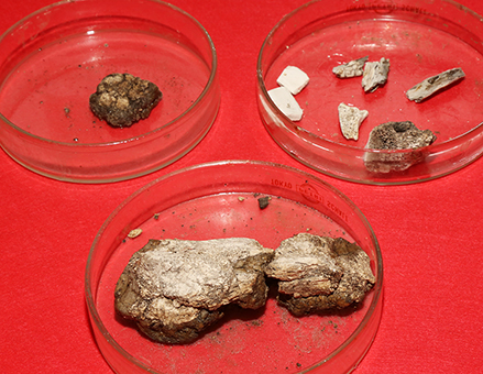 一般初公開の弥生時代の人骨