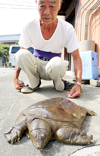 6年前に続いて前田正義さんが捕まえた大型スッポン