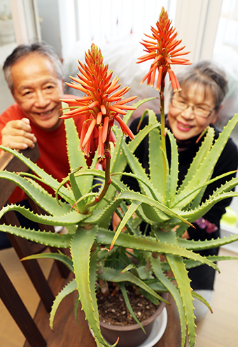 井口さん夫妻宅で咲いたアロエの花