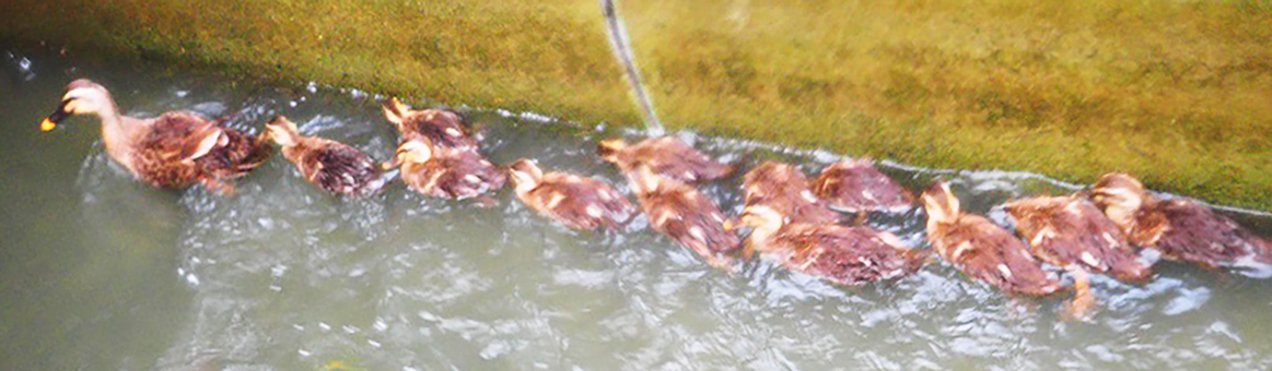列になって泳ぐカルガモの大家族