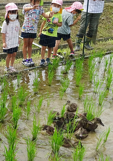 園児たちが見守る中、水田を泳ぐアイガモ＝有年幼稚園提供