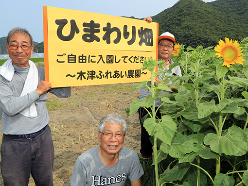 近日中に見頃となる「木津ふれあい農園」のヒマワリ畑