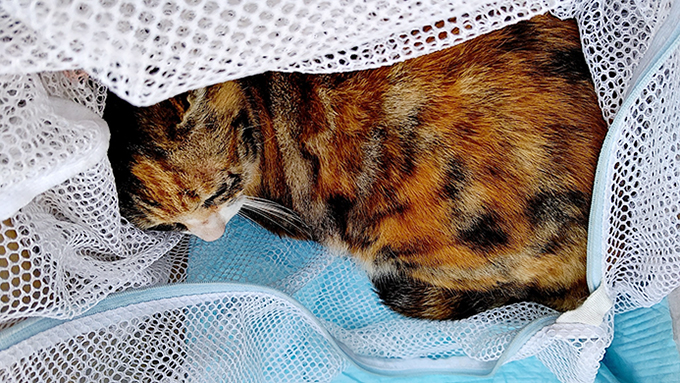 親切な女性たちに救護された猫=Mさん提供
